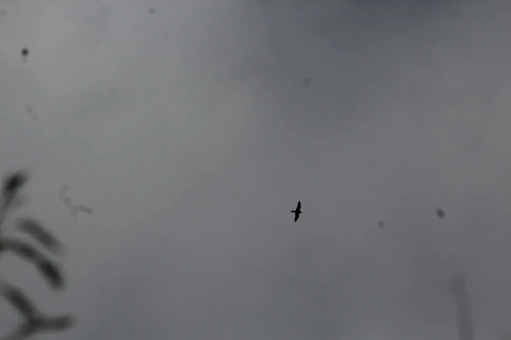 Halcón Murcielaguero (Falco rufigularis)