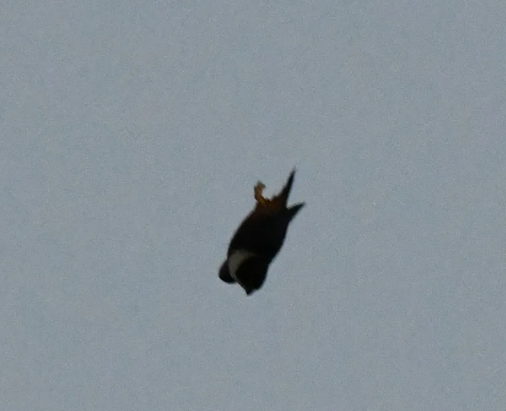 Halcón Murcielaguero (Falco rufigularis)