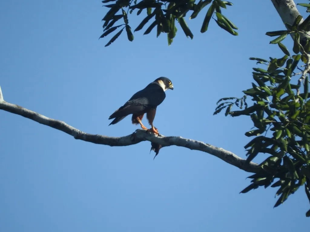 Halcón Murcielaguero (Falco rufigularis)