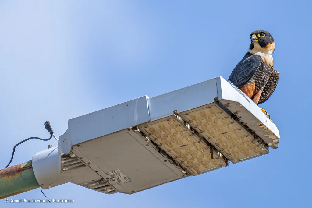 Halcón Murcielaguero (Falco rufigularis)
