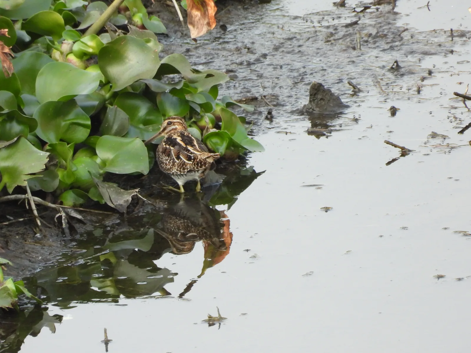 Agachadiza de Wilson (Gallinago delicata)