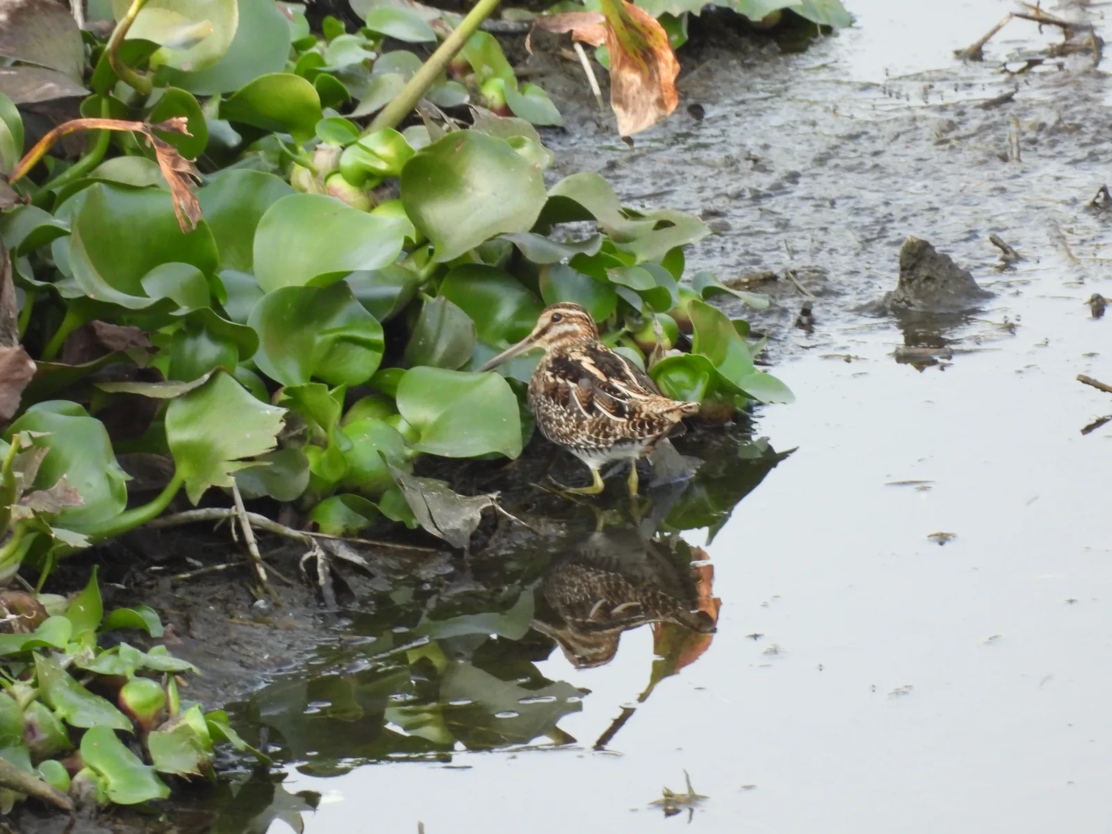 Agachadiza de Wilson (Gallinago delicata)