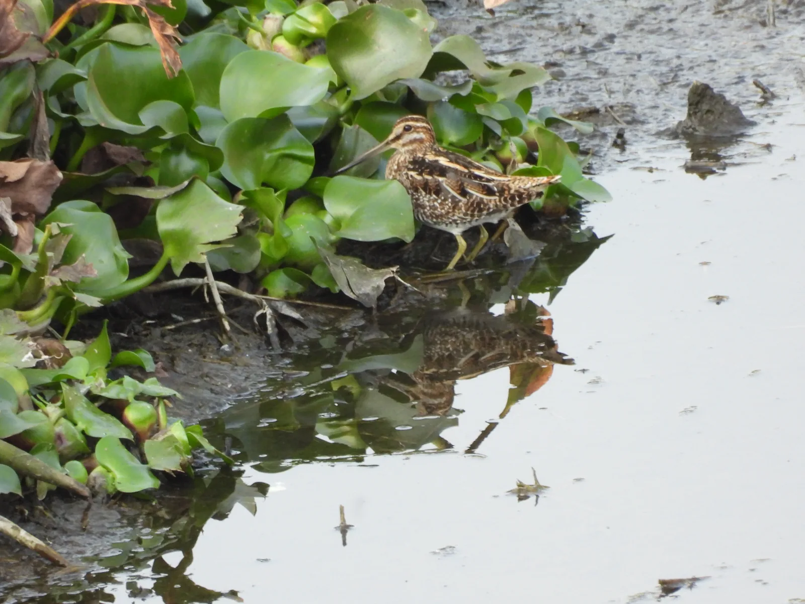 Agachadiza de Wilson (Gallinago delicata)