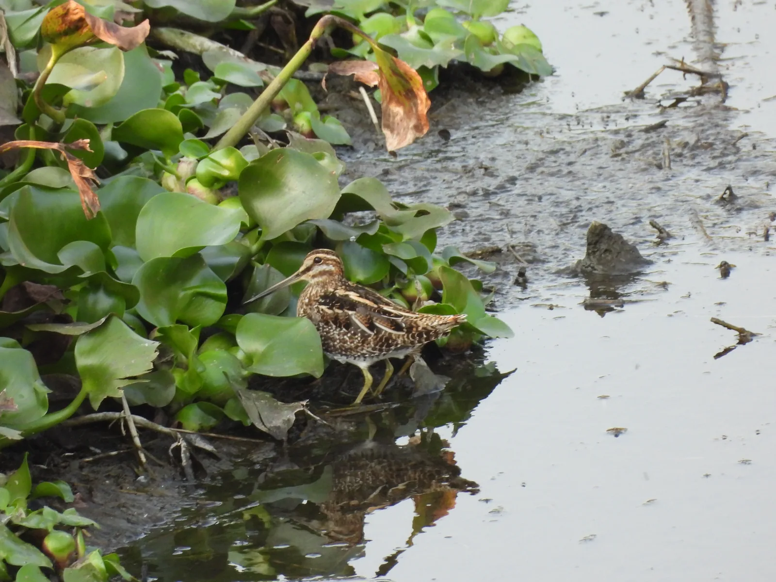 Agachadiza de Wilson (Gallinago delicata)