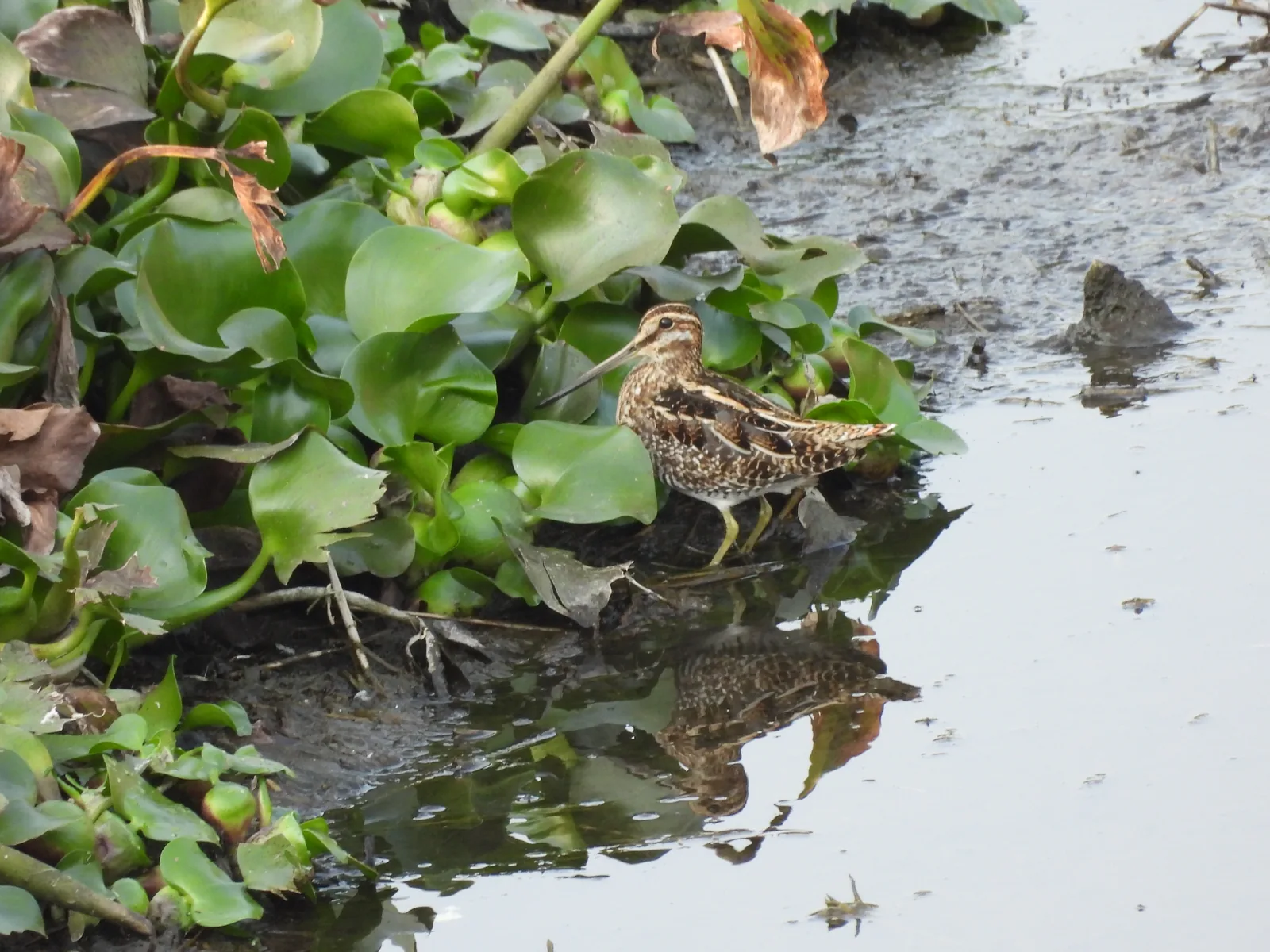 Agachadiza de Wilson (Gallinago delicata)