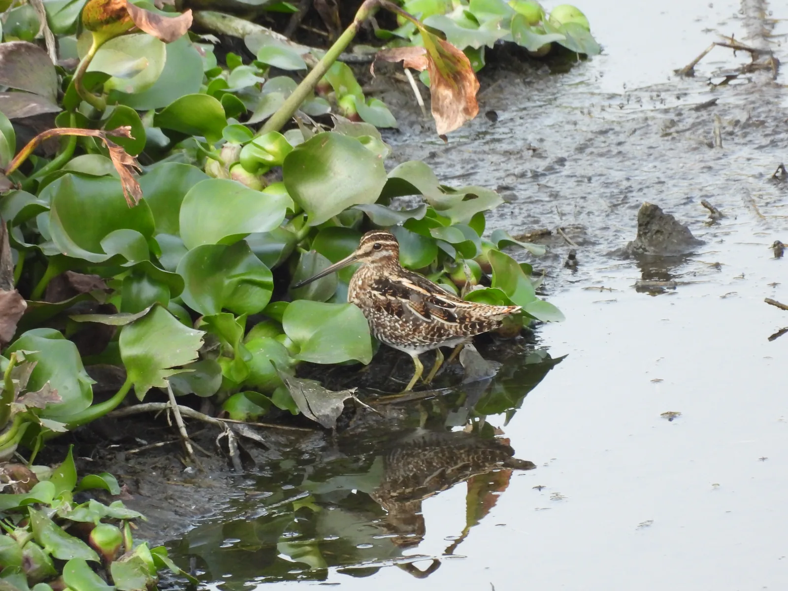 Agachadiza de Wilson (Gallinago delicata)