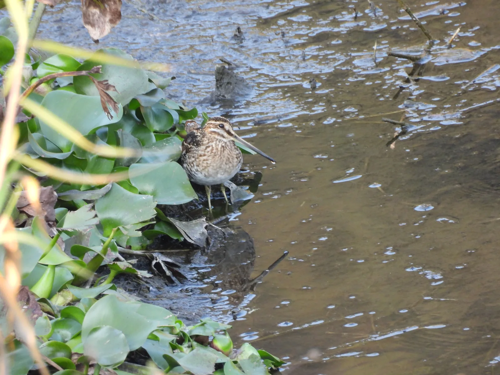Agachadiza de Wilson (Gallinago delicata)