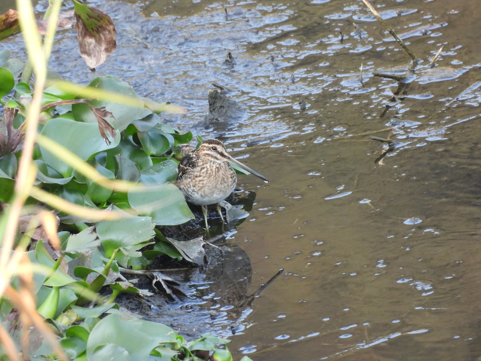 Agachadiza de Wilson (Gallinago delicata)
