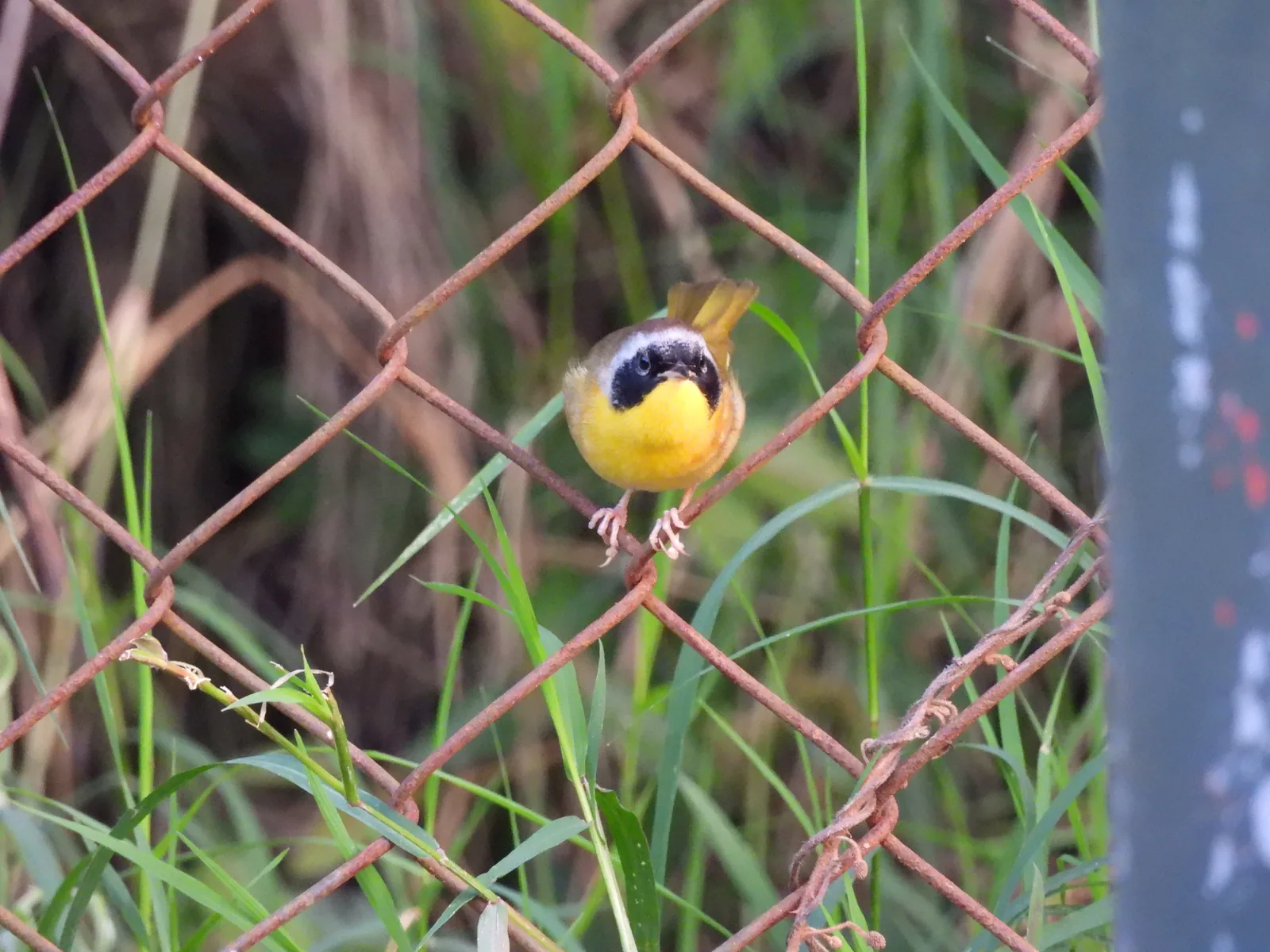 Mascarita Común (Geothlypis trichas)