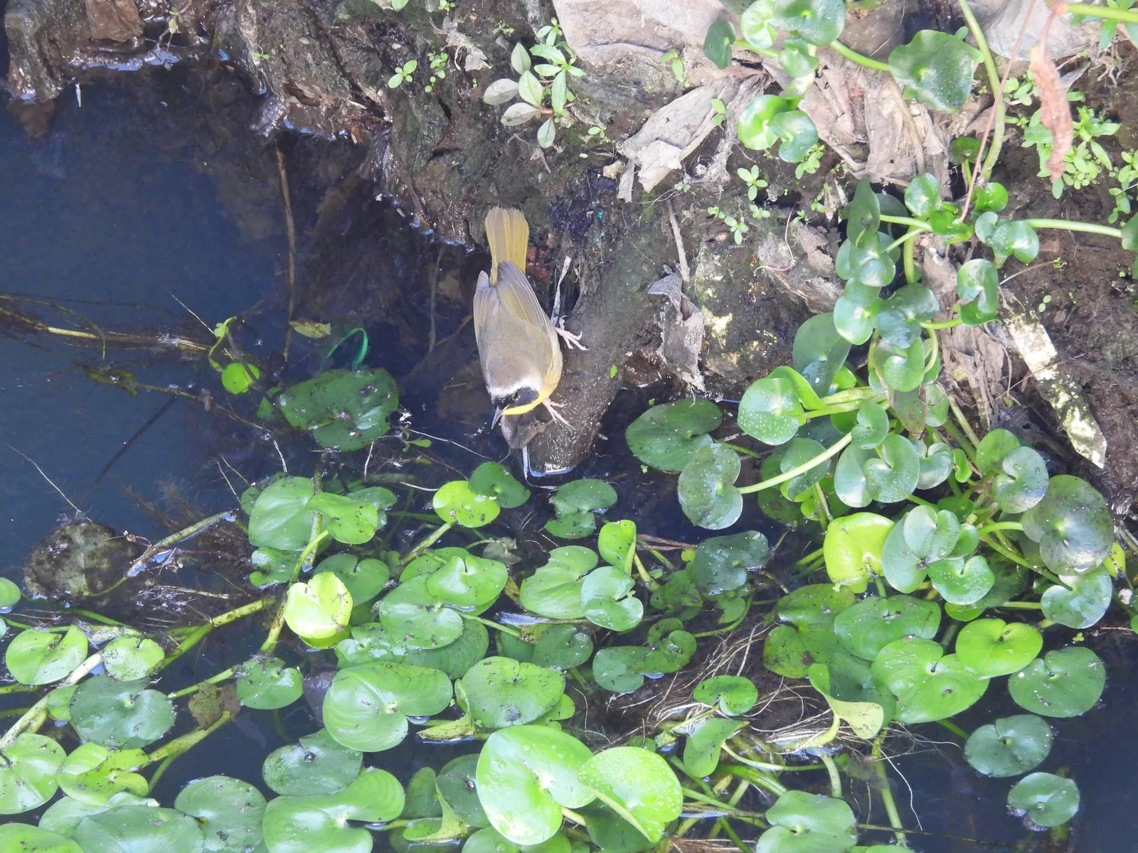 Mascarita Común (Geothlypis trichas)