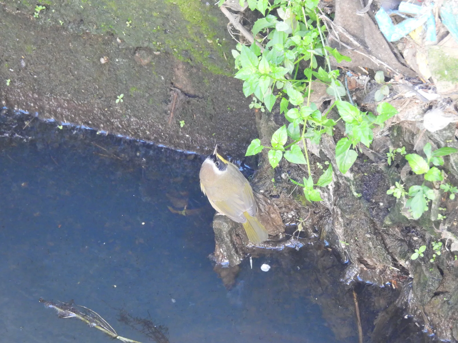 Mascarita Común (Geothlypis trichas)