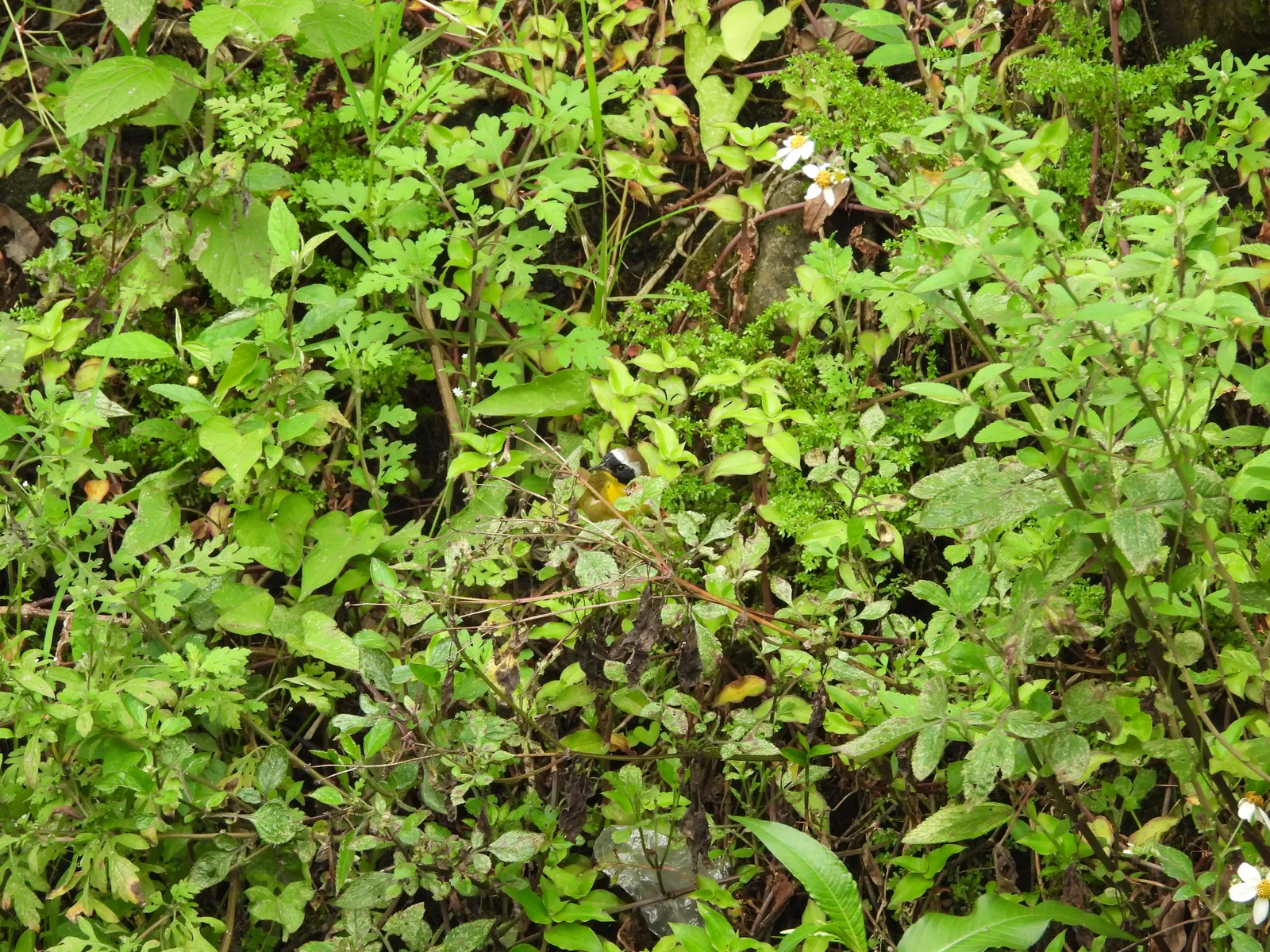 Mascarita Común (Geothlypis trichas)