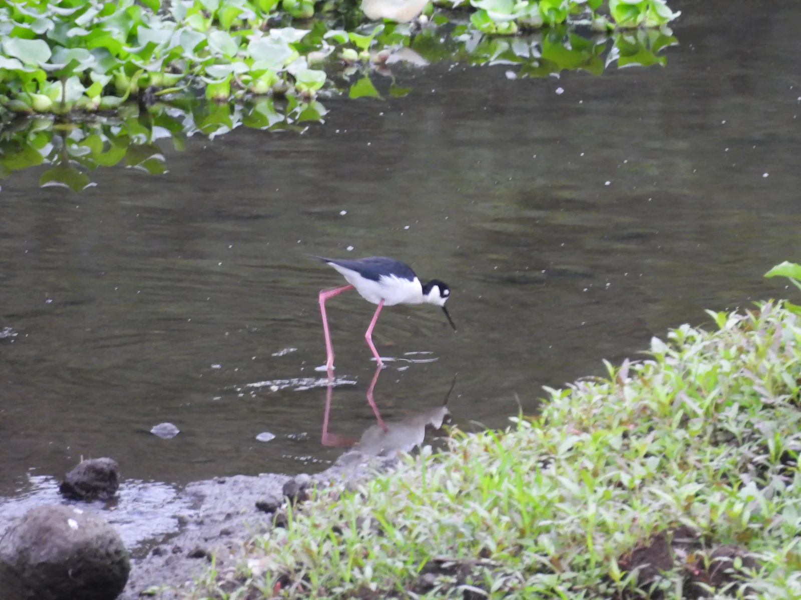 Candelero Americano (Himantopus mexicanus)
