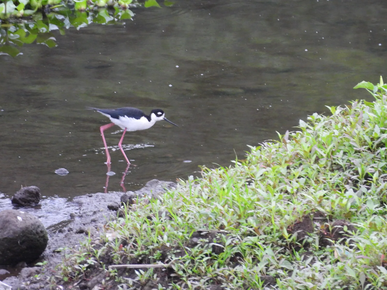Candelero Americano (Himantopus mexicanus)