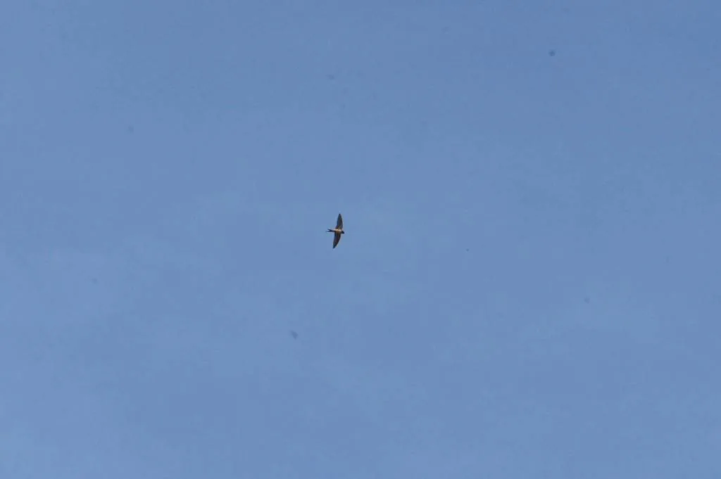 Golondrina Tijereta (Hirundo rustica)