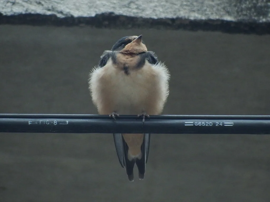 Golondrina Tijereta (Hirundo rustica)