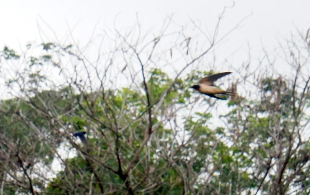 Golondrina Tijereta (Hirundo rustica)