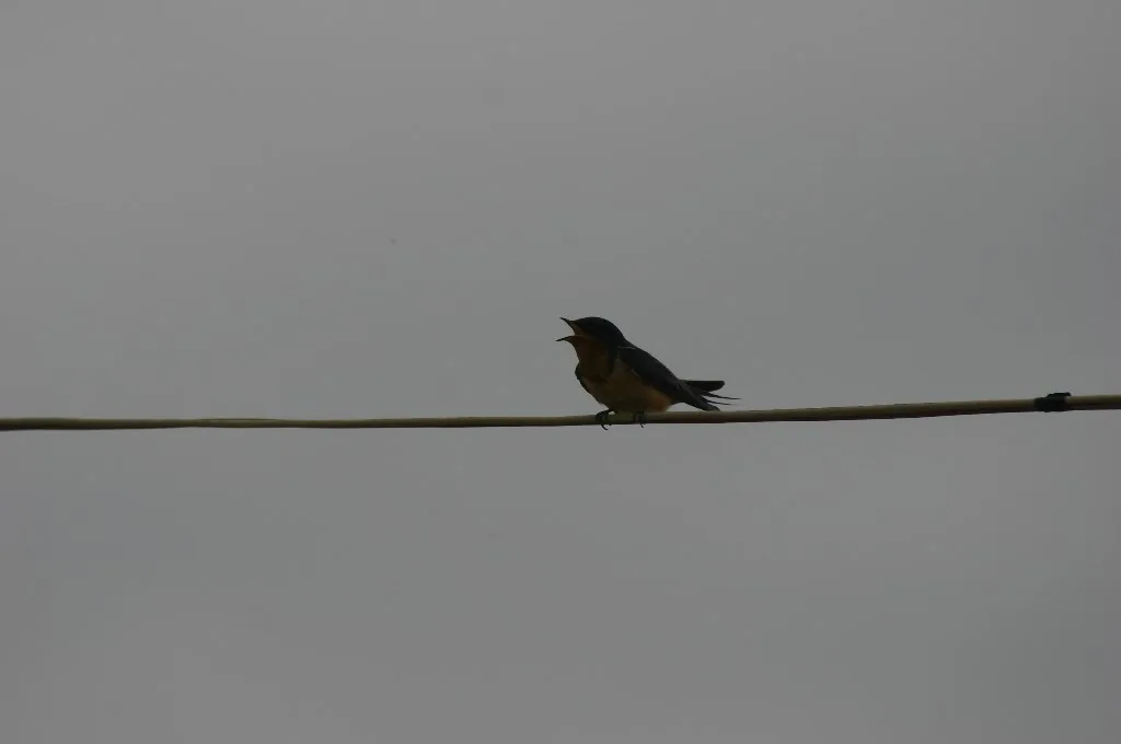 Golondrina Tijereta (Hirundo rustica)
