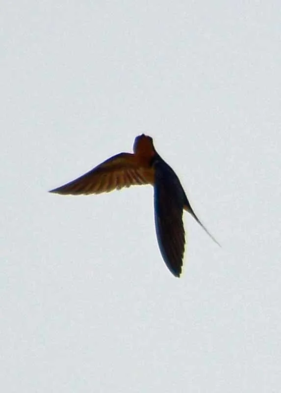 Golondrina Tijereta (Hirundo rustica)