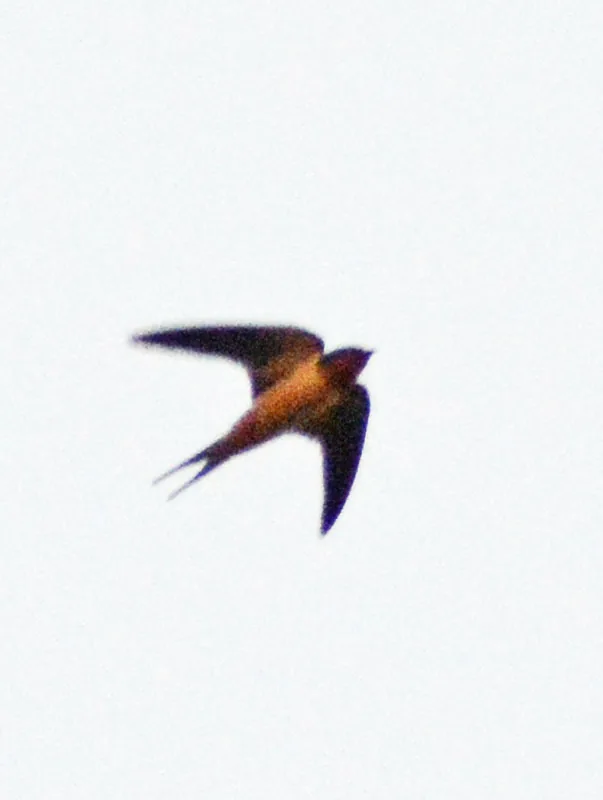 Golondrina Tijereta (Hirundo rustica)