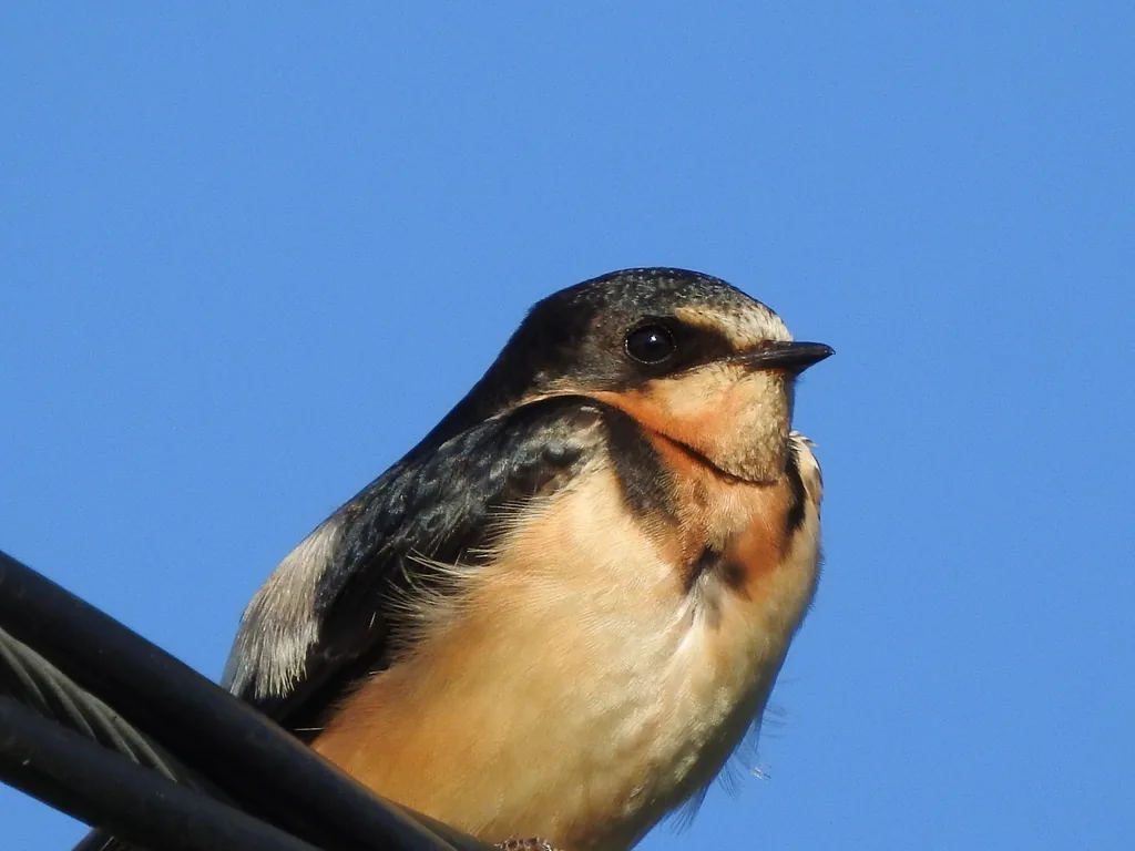 Golondrina Tijereta (Hirundo rustica)