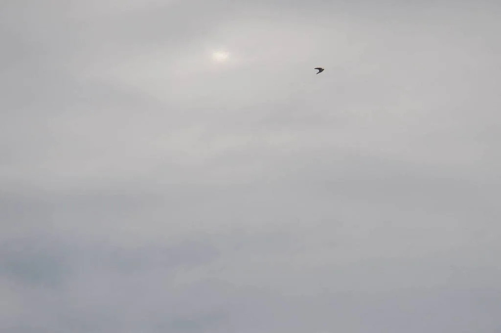 Golondrina Tijereta (Hirundo rustica)