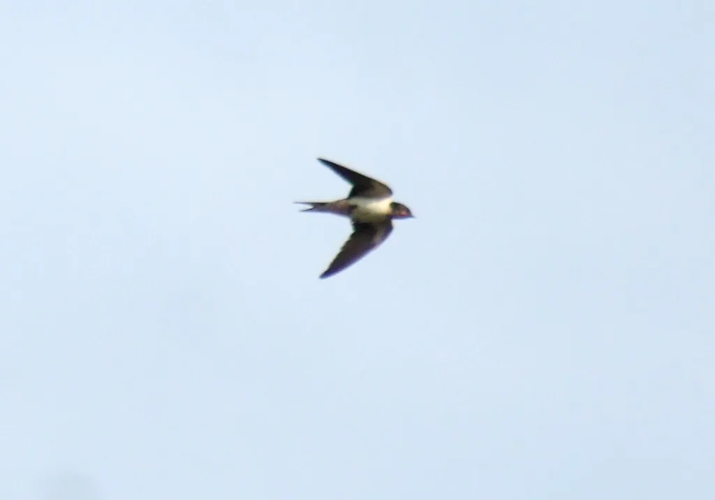Golondrina Tijereta (Hirundo rustica)
