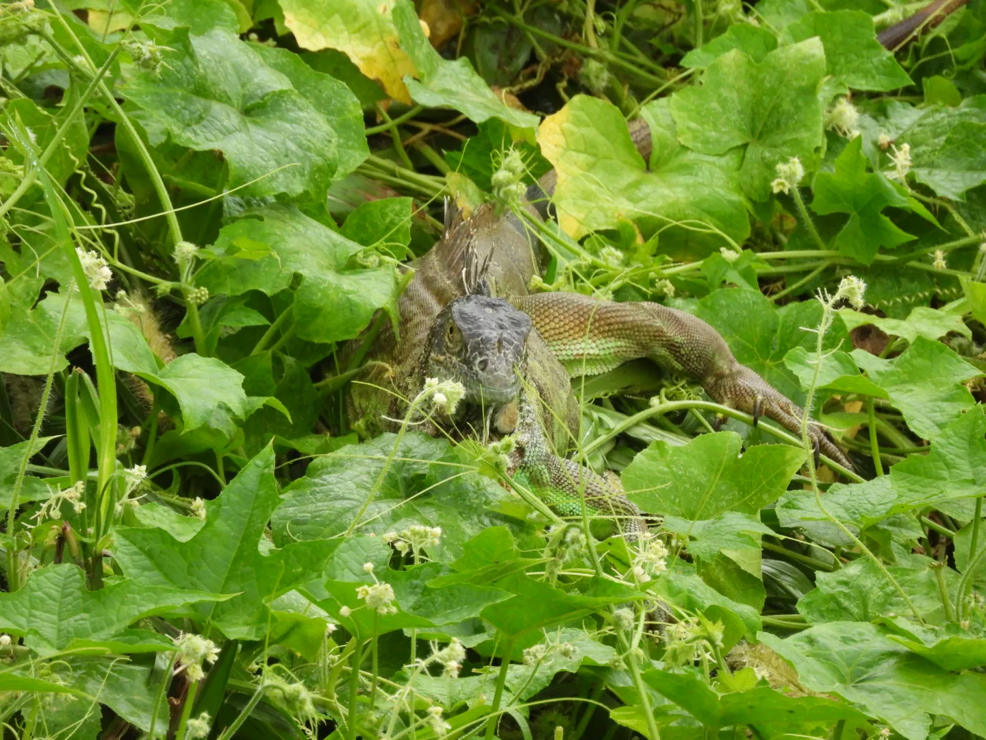 Iguana Verde (Iguana iguana)