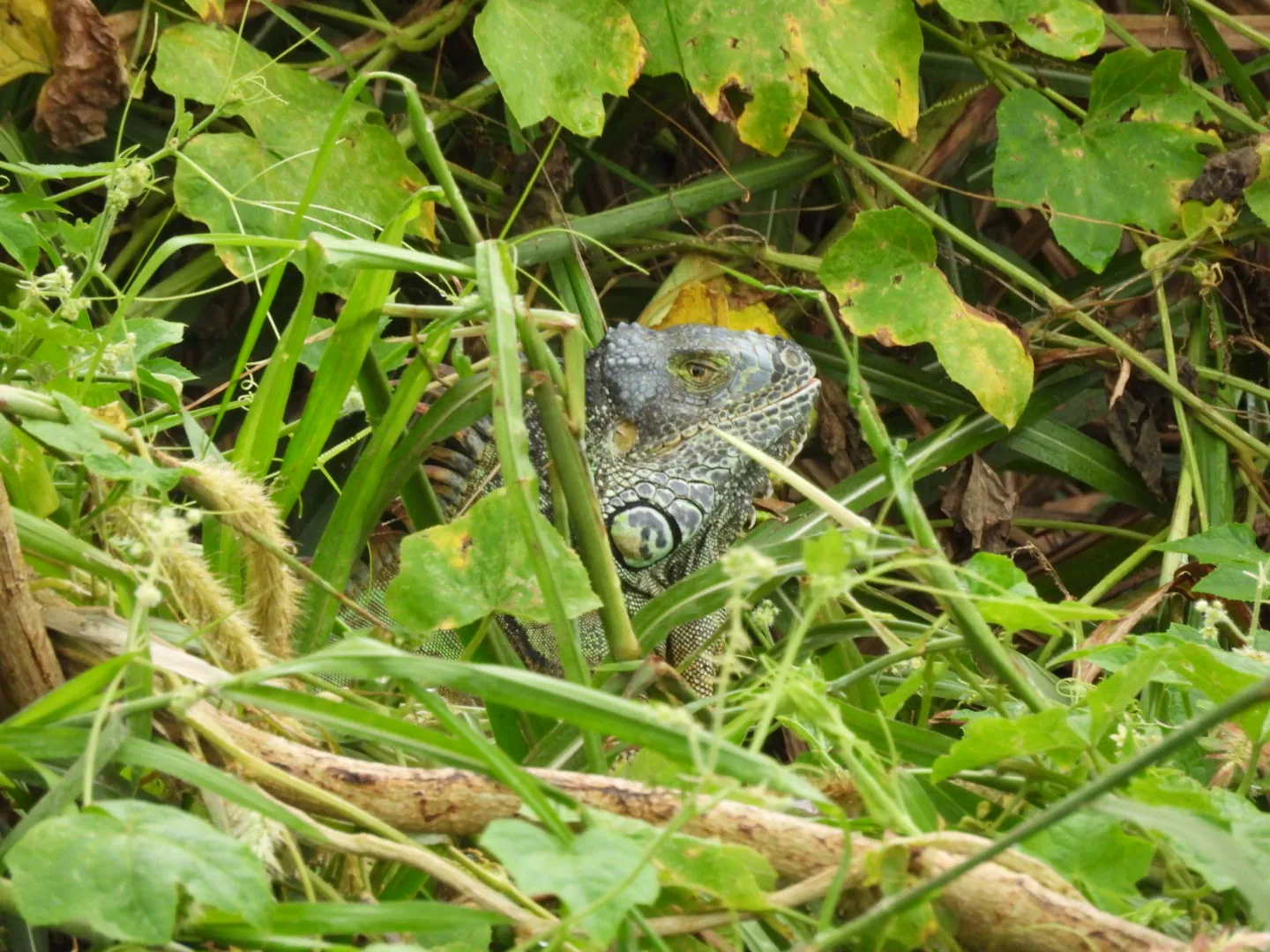 Iguana Verde (Iguana iguana)
