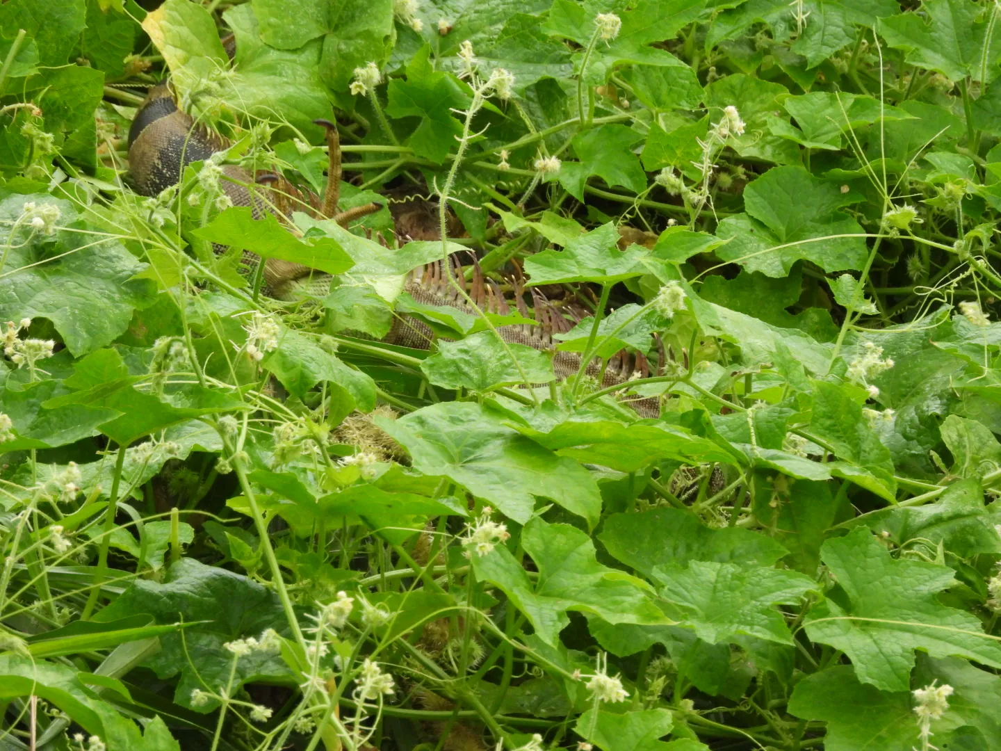 Iguana Verde (Iguana iguana)