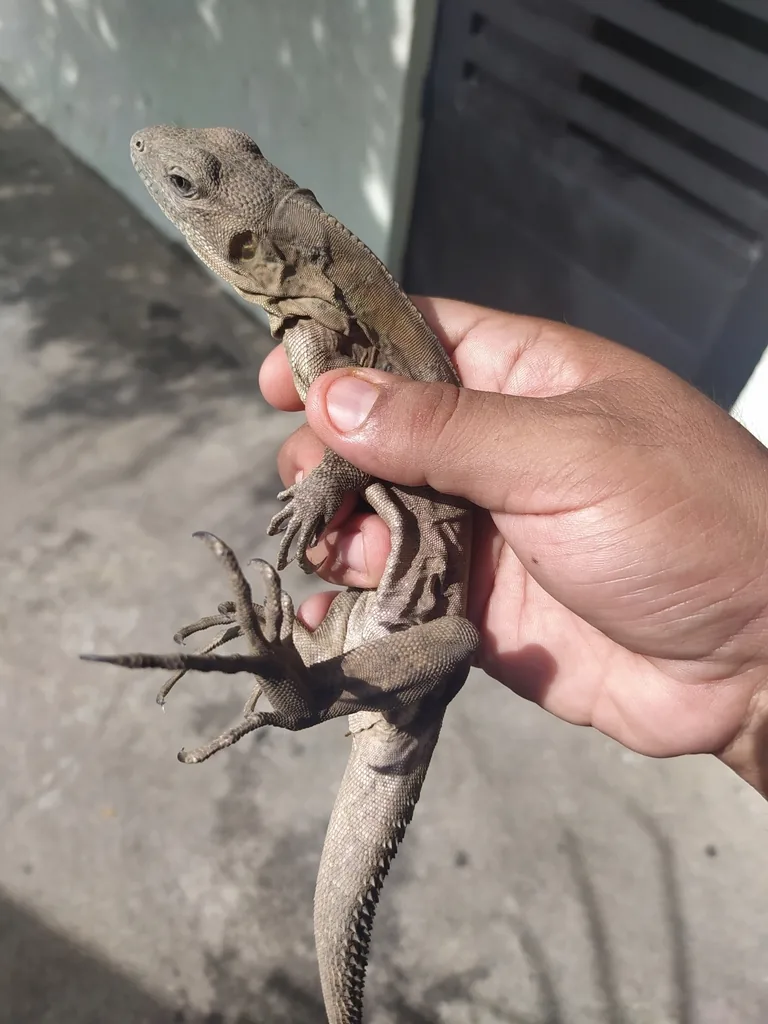Iguana Verde (Iguana iguana)
