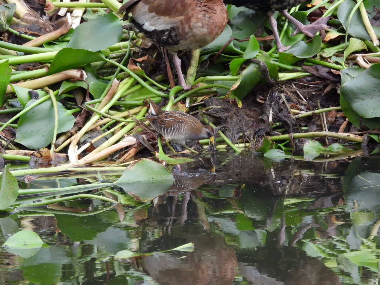 Polluela Rojiza (Laterallus ruber)