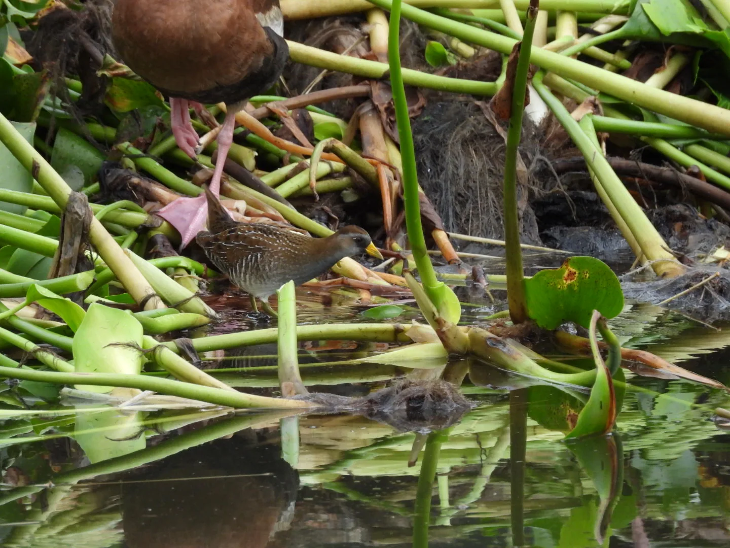 Polluela Rojiza (Laterallus ruber)