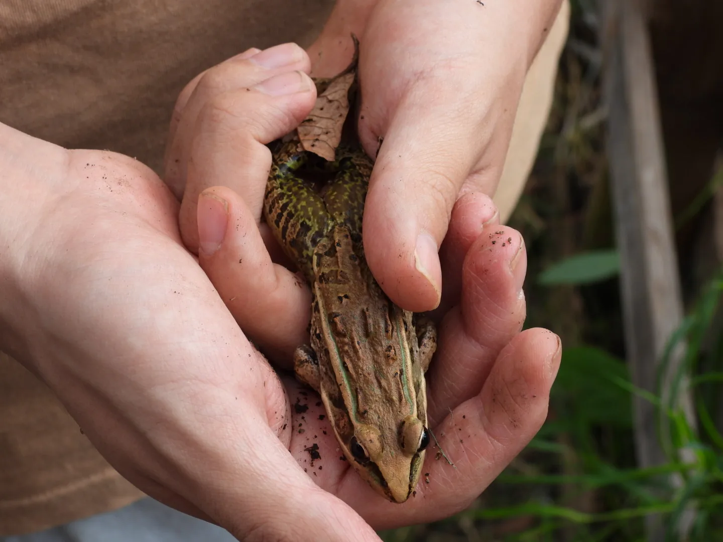 Rana Leopardo (Lithobates berlandieri)