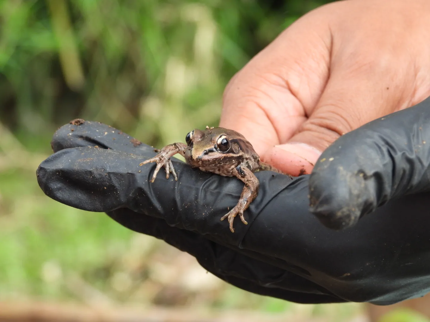 Rana Leopardo (Lithobates berlandieri)