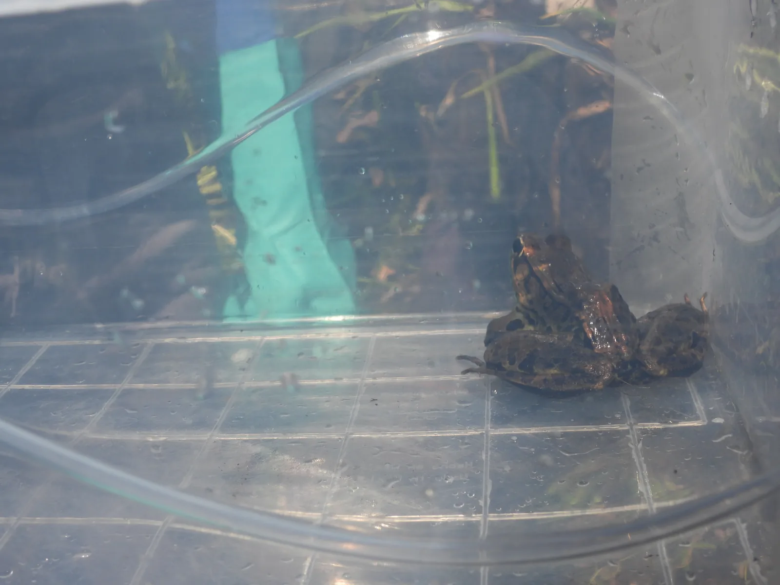 Rana Leopardo (Lithobates berlandieri)