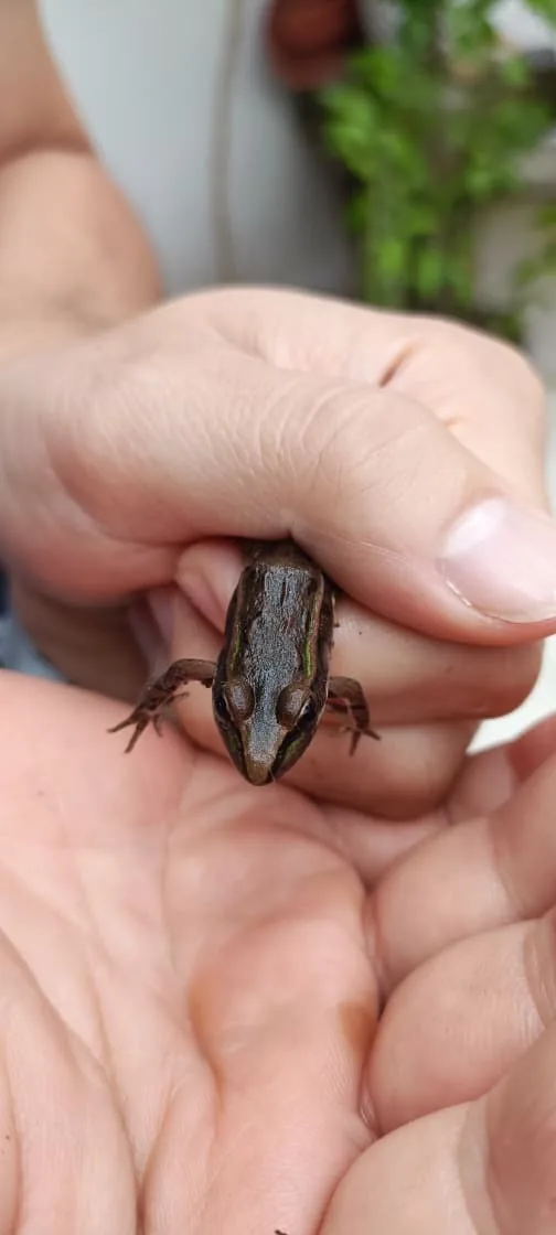 Rana Leopardo (Lithobates berlandieri)
