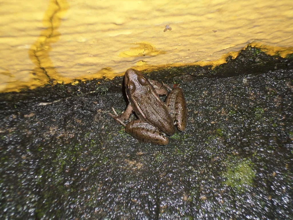 Rana Leopardo (Lithobates berlandieri)