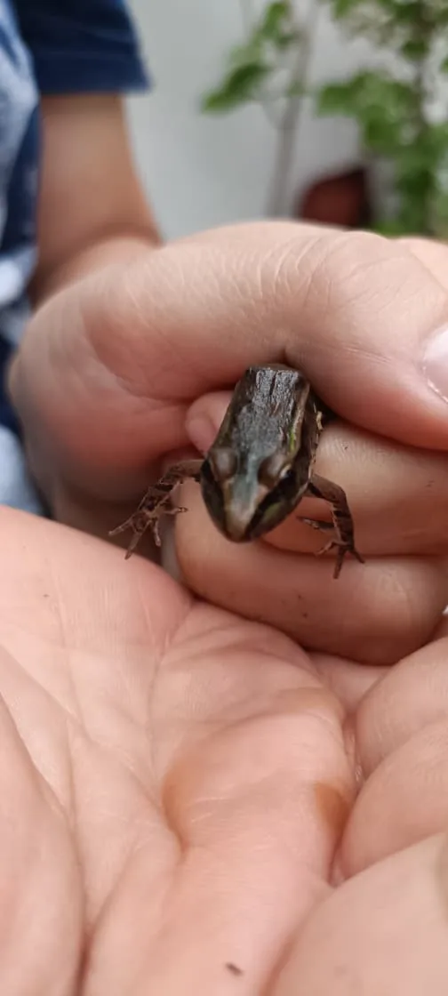 Rana Leopardo (Lithobates berlandieri)