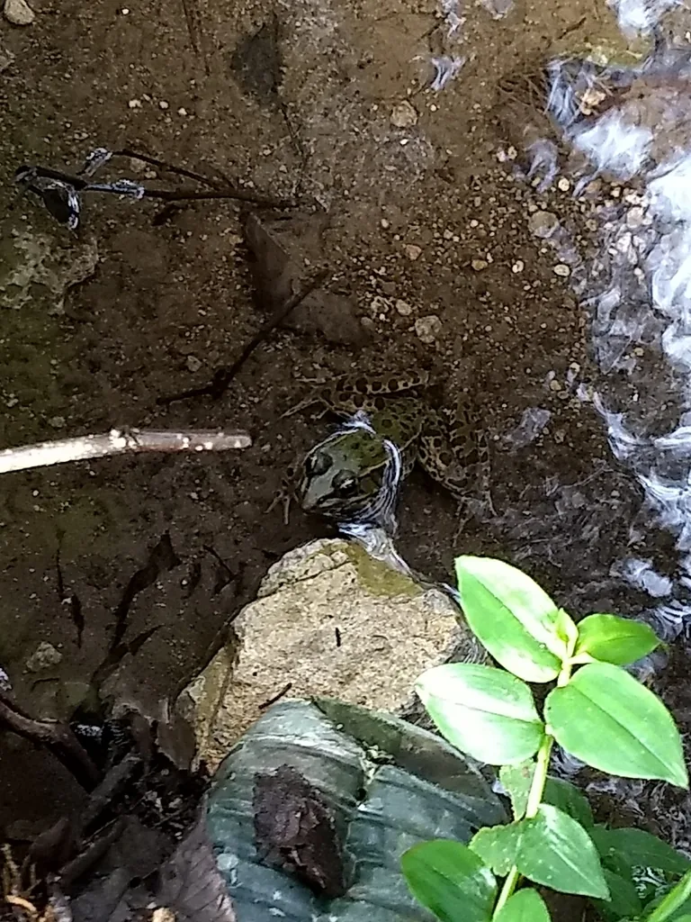 Rana Leopardo (Lithobates berlandieri)
