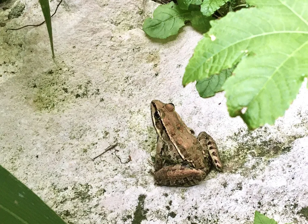Rana Leopardo (Lithobates berlandieri)