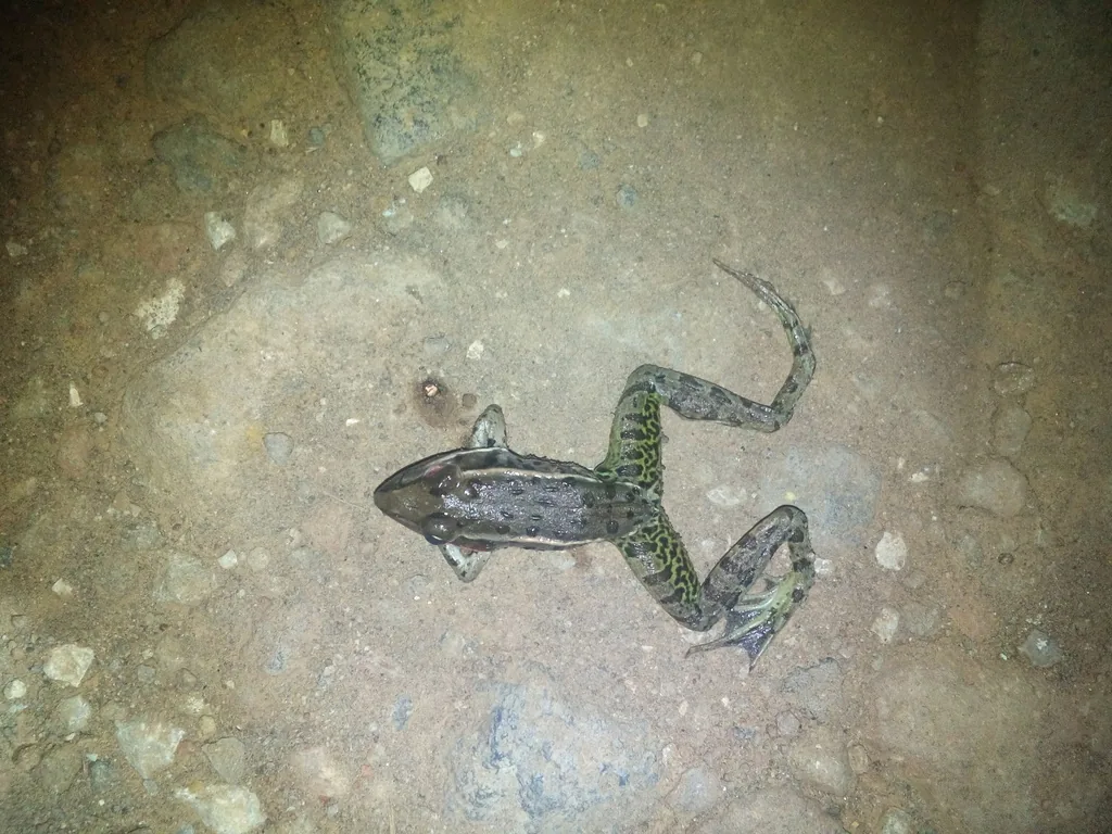 Rana Leopardo (Lithobates berlandieri)