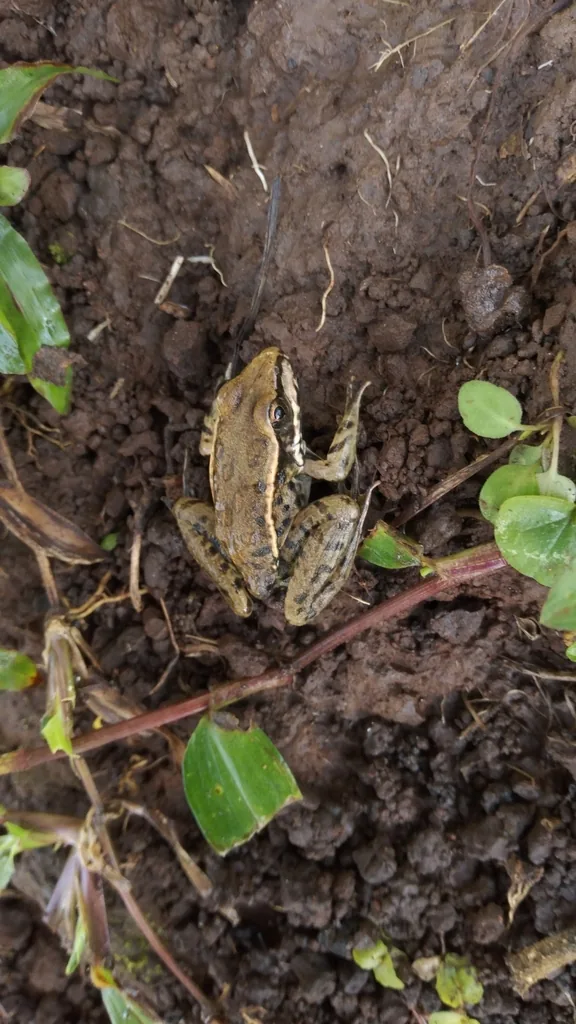Rana Leopardo (Lithobates berlandieri)