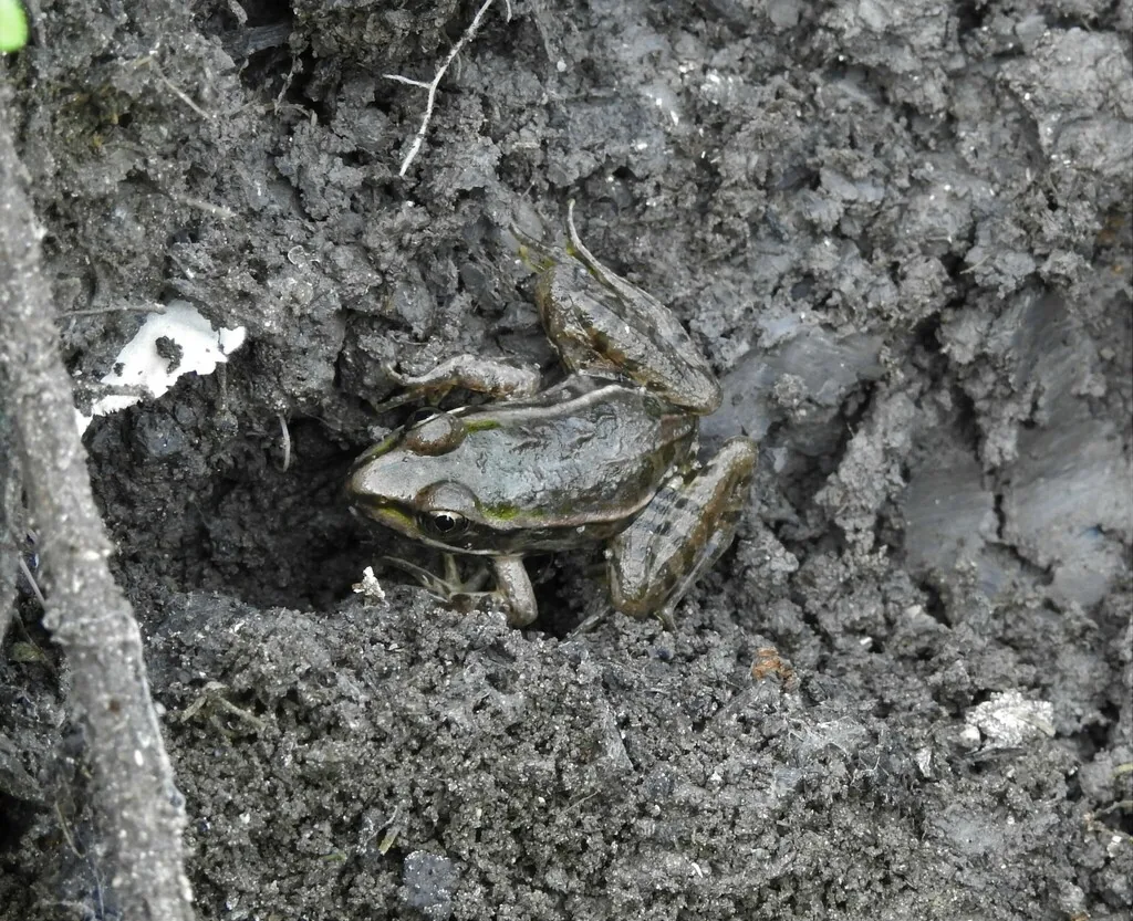 Rana Leopardo (Lithobates berlandieri)