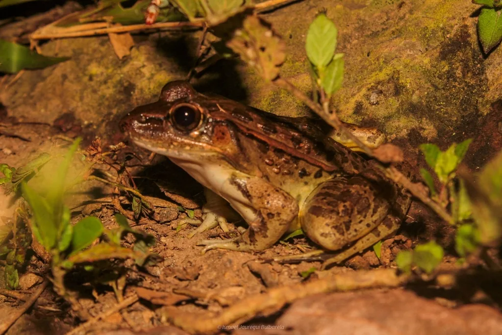 Rana Leopardo (Lithobates berlandieri)