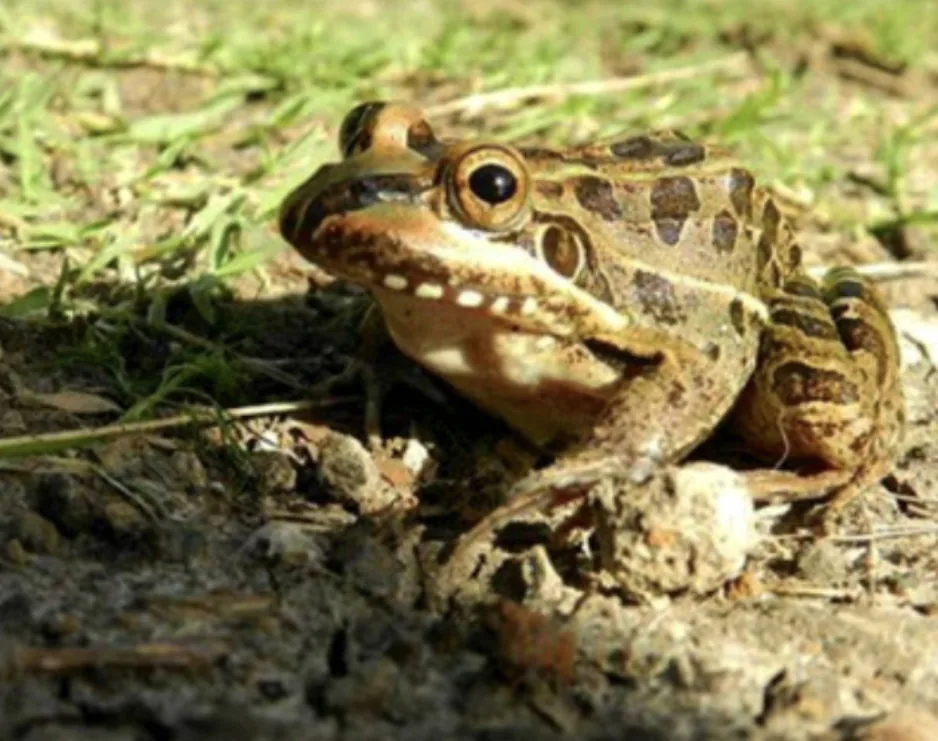 Rana Leopardo (Lithobates berlandieri)