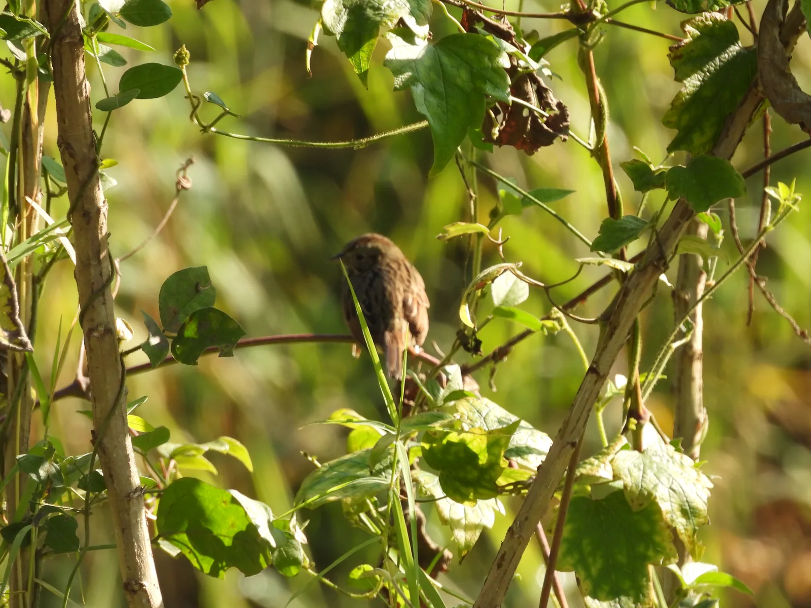 Gorrión Pantanero (Melospiza georgiana)