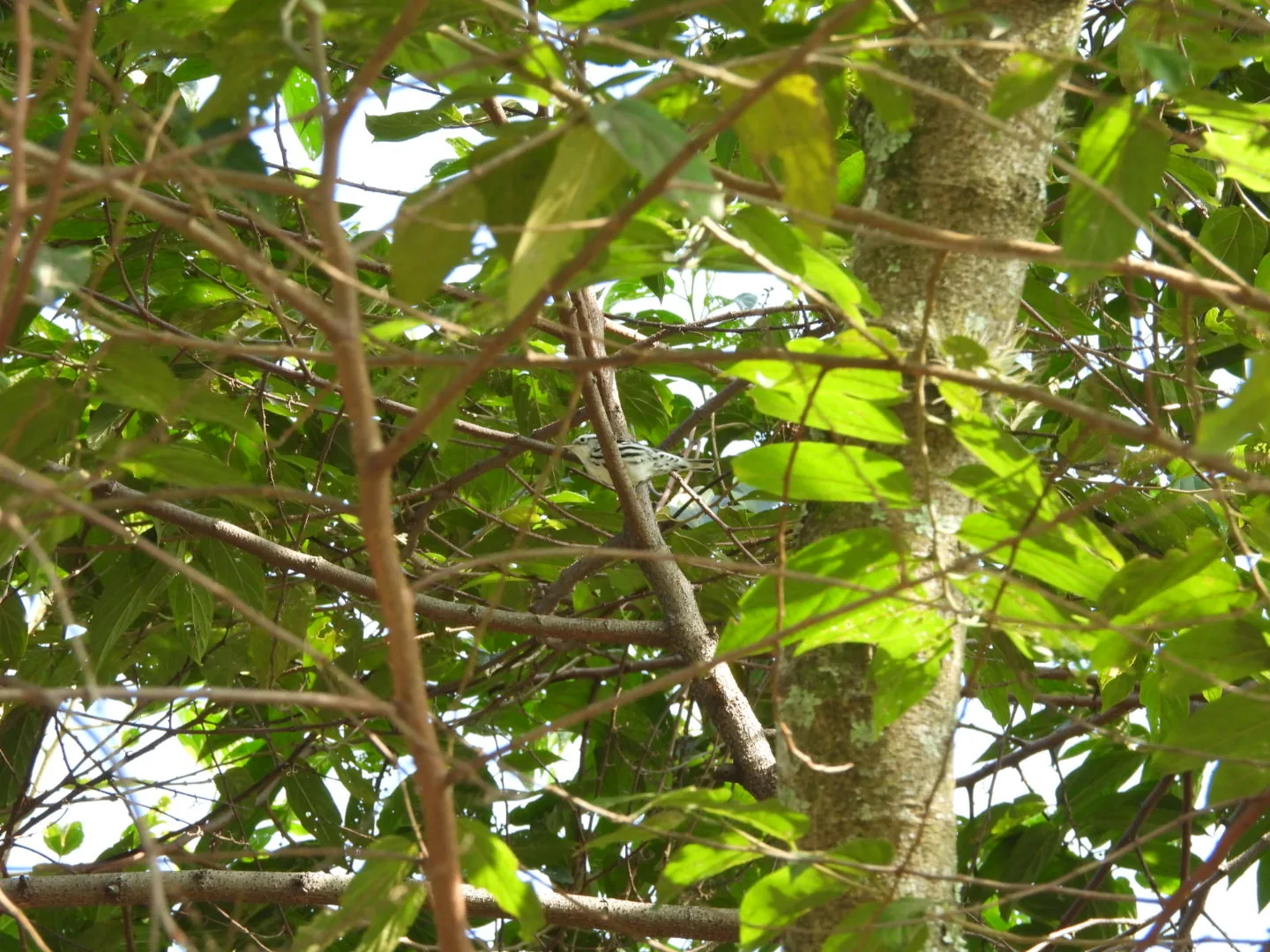Chipe Trepador (Mniotilta varia)