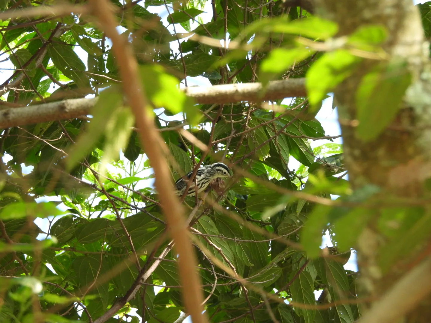 Chipe Trepador (Mniotilta varia)