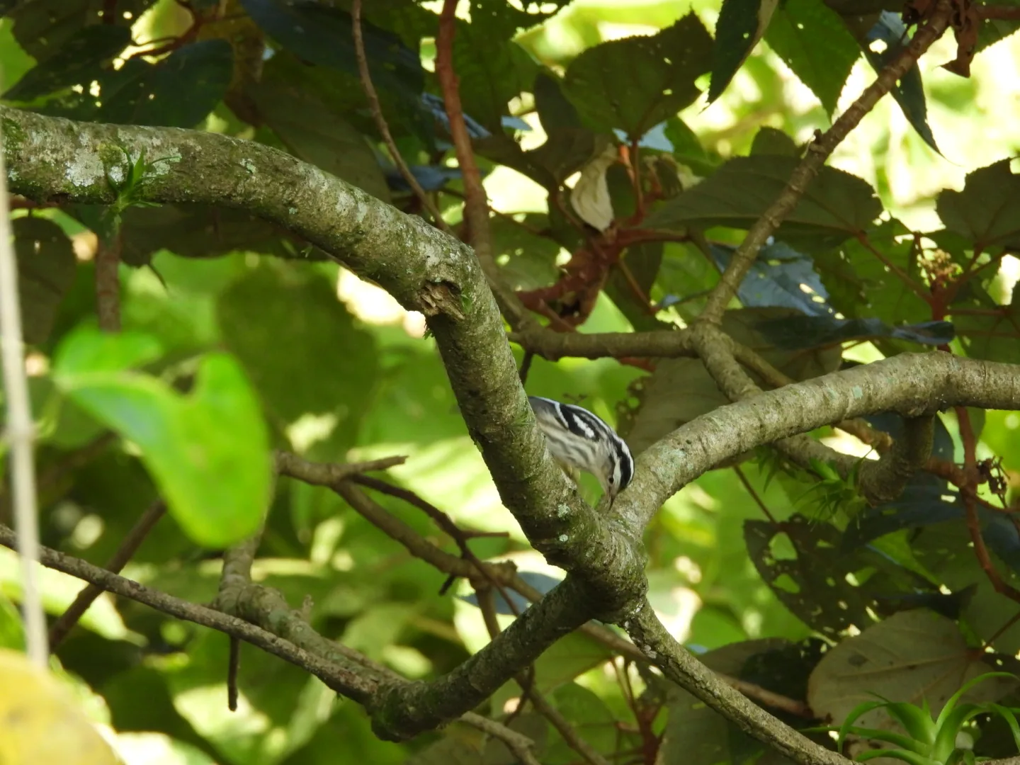 Chipe Trepador (Mniotilta varia)